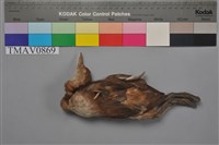 藏品(小鸊鷉)的圖片